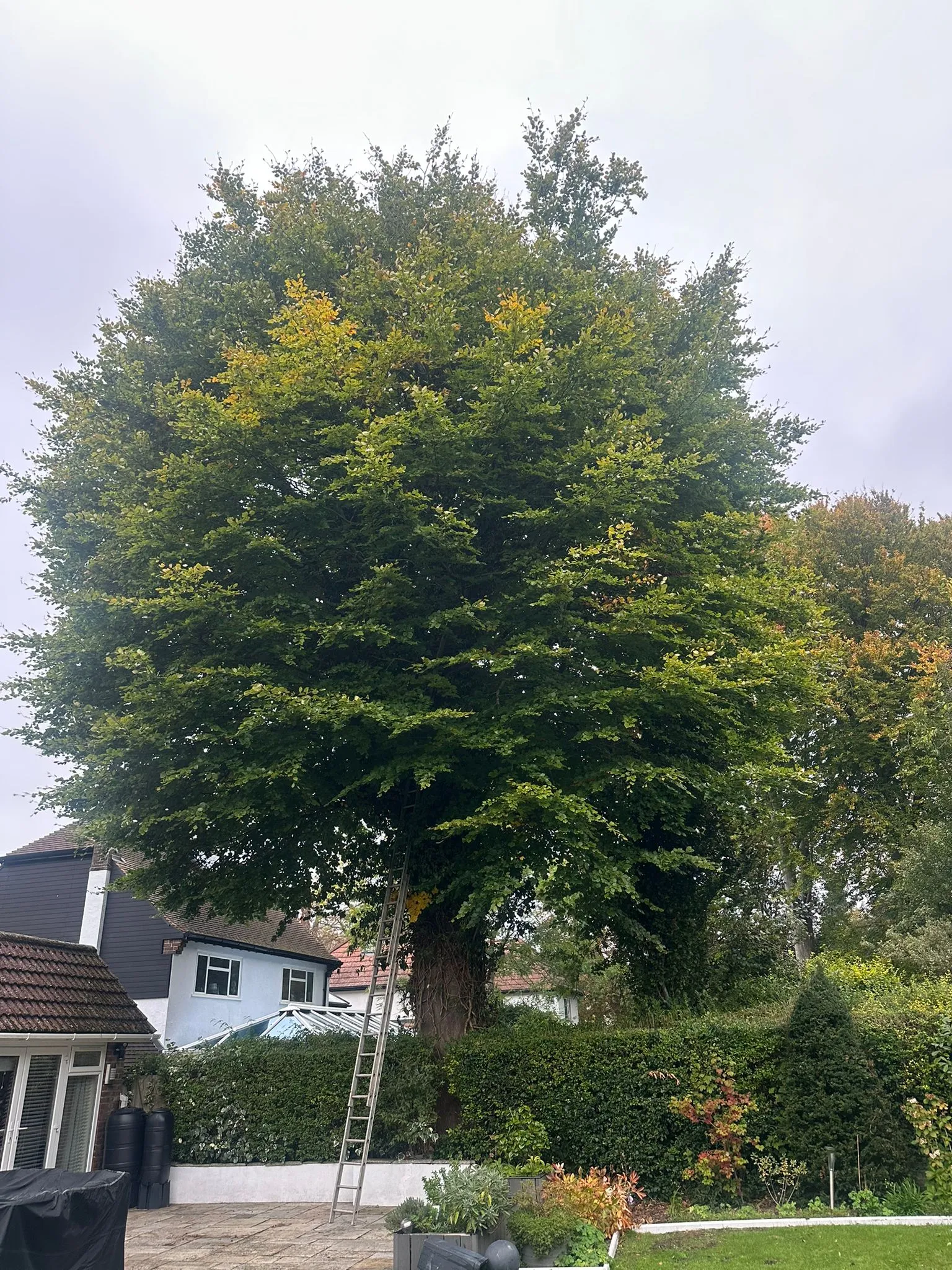 A large tree in the middle of a yard.