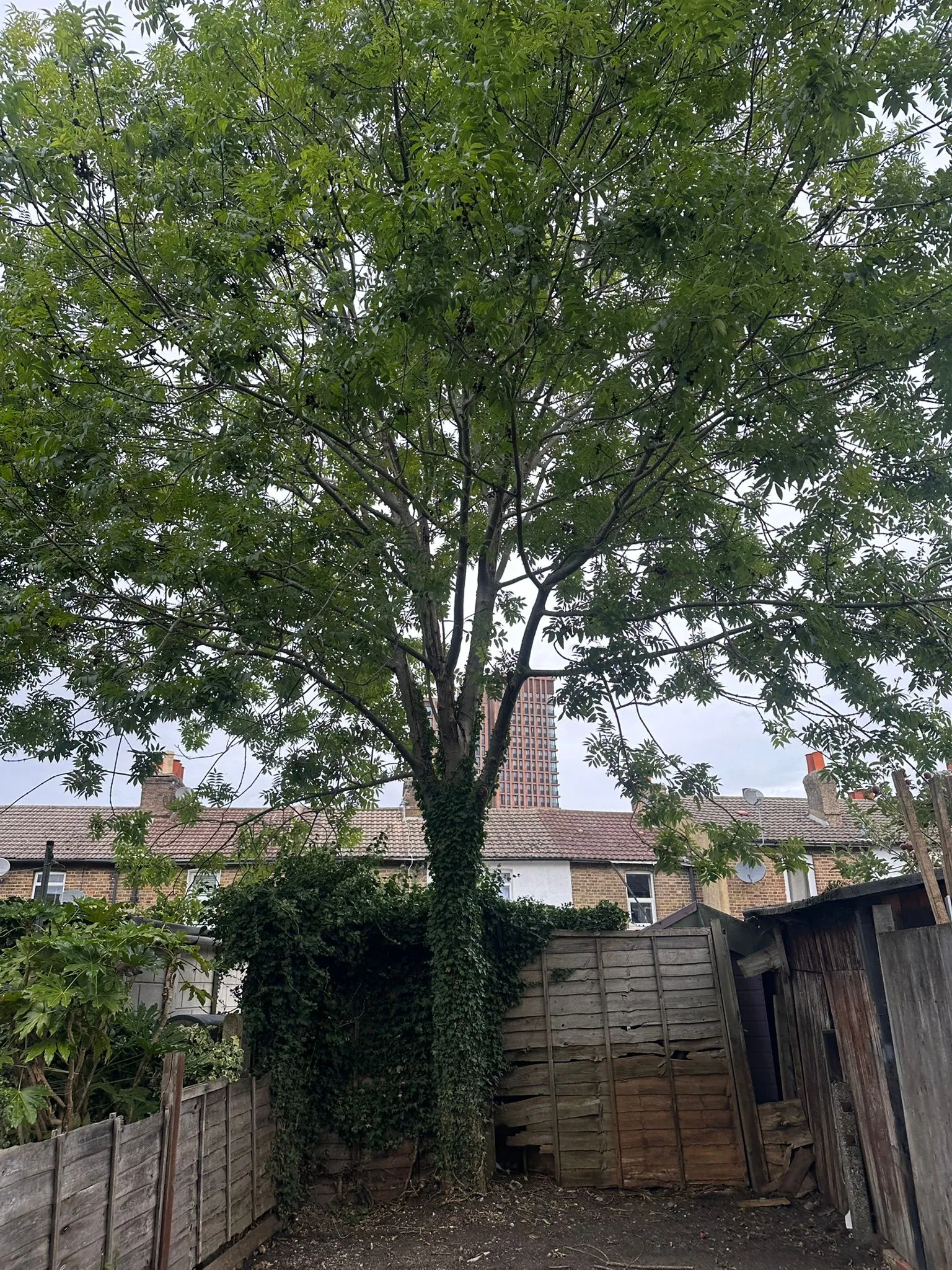 A large tree in a yard next to a fence.