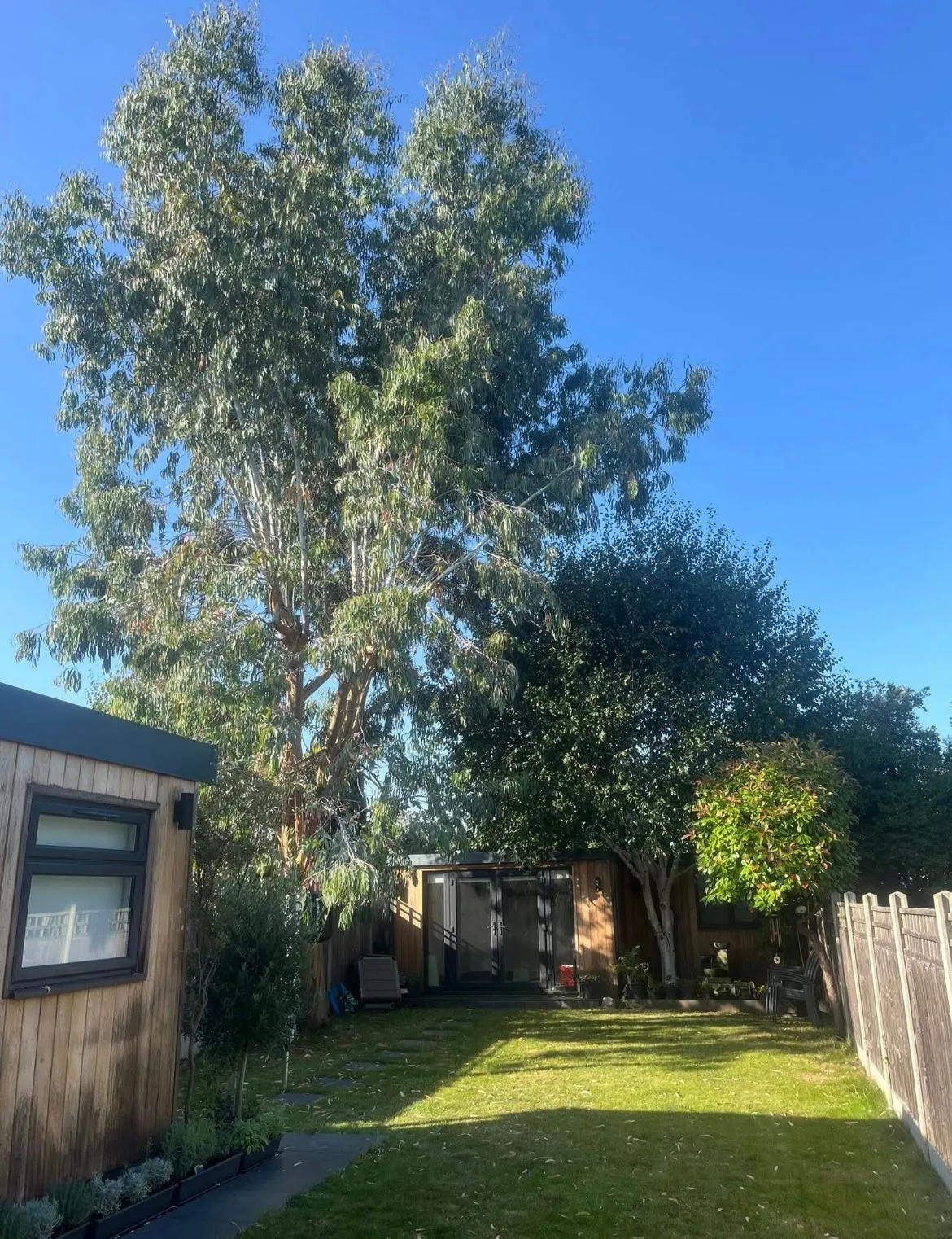 A tree in a yard next to a house.